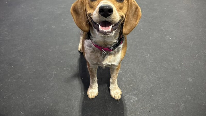 My Lil Pawdise - North Tonawanda, NY