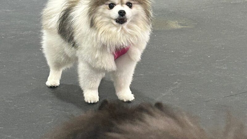 My Lil Pawdise - North Tonawanda, NY