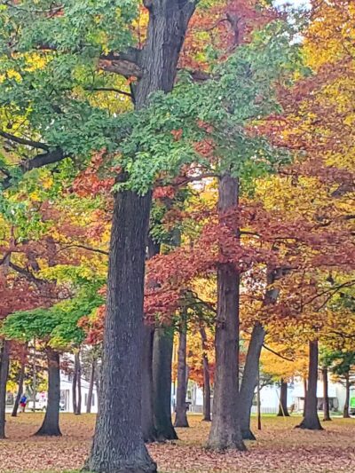 Pine Woods Park - North Tonawanda, NY