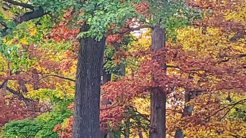 Pine Woods Park - North Tonawanda, NY