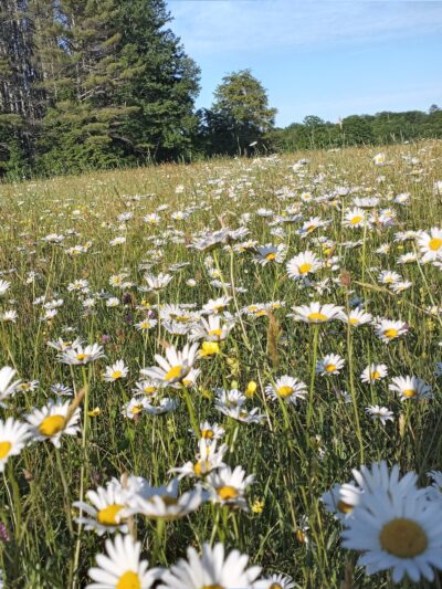 Chandler Brook Preserve - North Yarmouth, ME