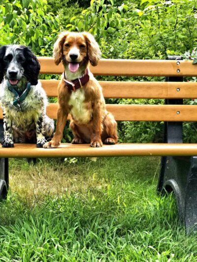 Chandler Brook Preserve - North Yarmouth, ME