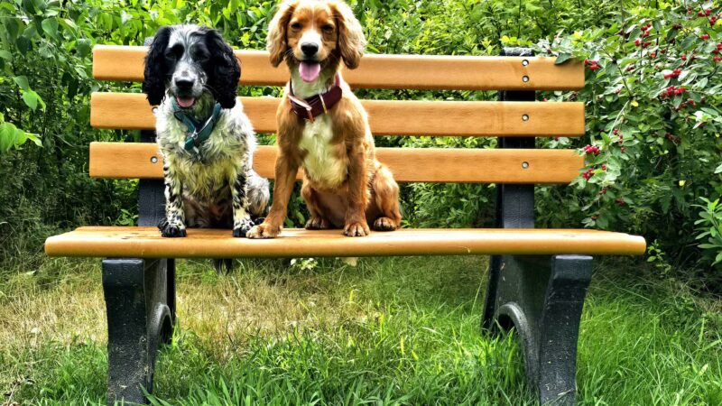 Chandler Brook Preserve - North Yarmouth, ME