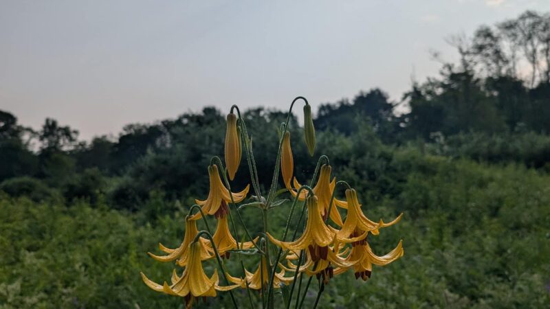 Old Town House Park - North Yarmouth, ME