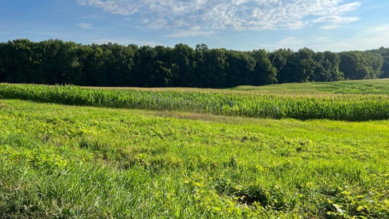 Smith Professional Agricultural Fields - Northampton, MA