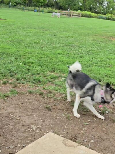 Dog run - Northampton, PA