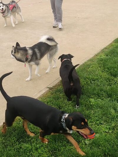 Dog run - Northampton, PA