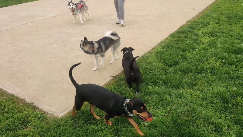 Dog run - Northampton, PA