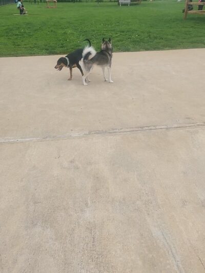 Dog run - Northampton, PA