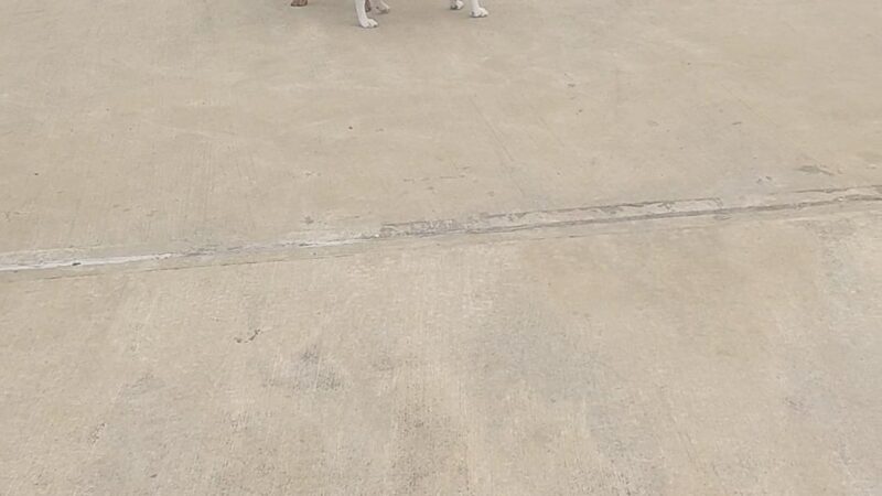 Dog run - Northampton, PA