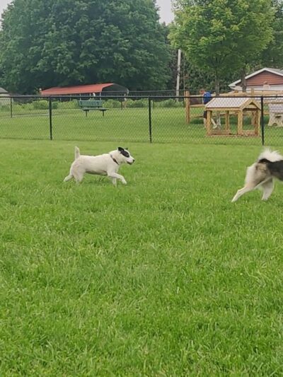 Dog run - Northampton, PA