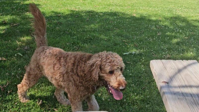 Northbrook Dog Park - Northbrook, IL