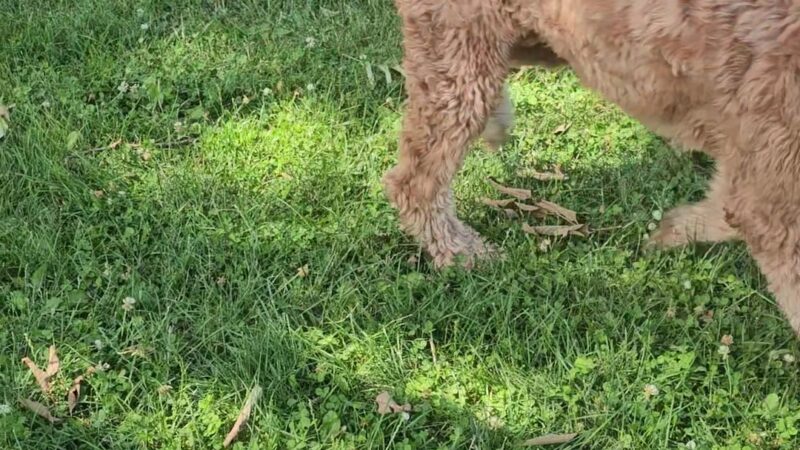 Northbrook Dog Park - Northbrook, IL