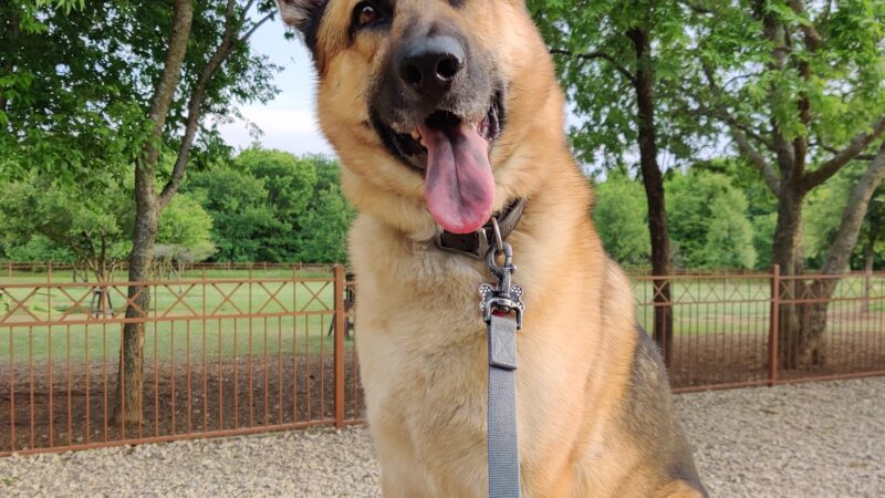 Canyon Falls Dog Park - Northlake, TX