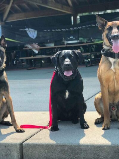 Northwest Canine Coaching LLC - ,