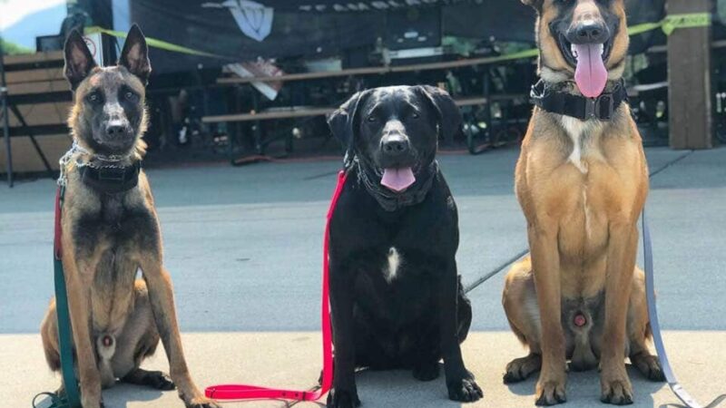 Northwest Canine Coaching LLC - ,