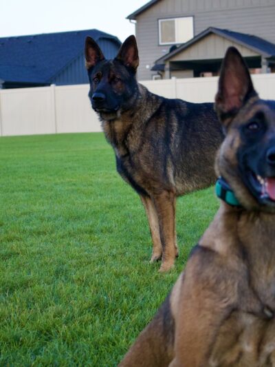 Northwest Canine Coaching LLC - ,