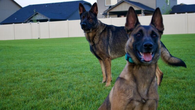 Northwest Canine Coaching LLC - ,