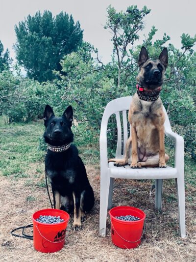 Northwest Canine Coaching LLC - ,