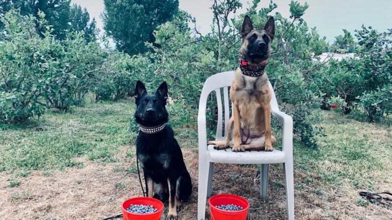 Northwest Canine Coaching LLC - ,