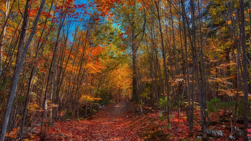 Roberts Farm Preserve Trails - Norway, ME