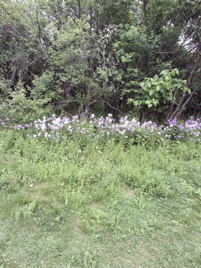 Hawes Brook Walkway - Norwood, MA
