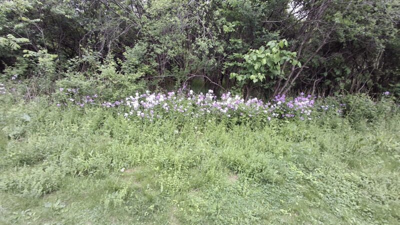 Hawes Brook Walkway - Norwood, MA