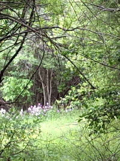 Hawes Brook Walkway - Norwood, MA