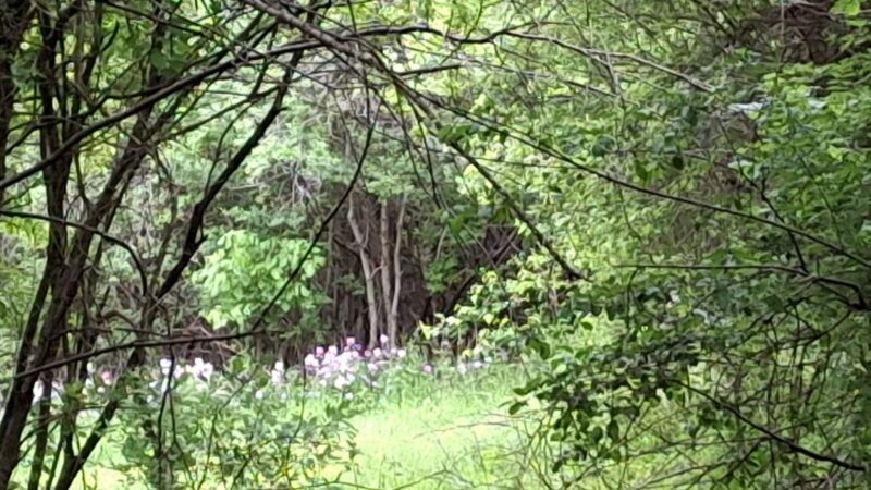 Hawes Brook Walkway - Norwood, MA