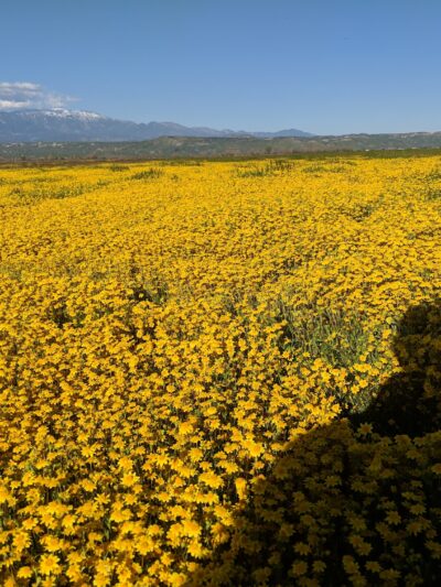 San Jacinto Dog Training Park - Nuevo, CA