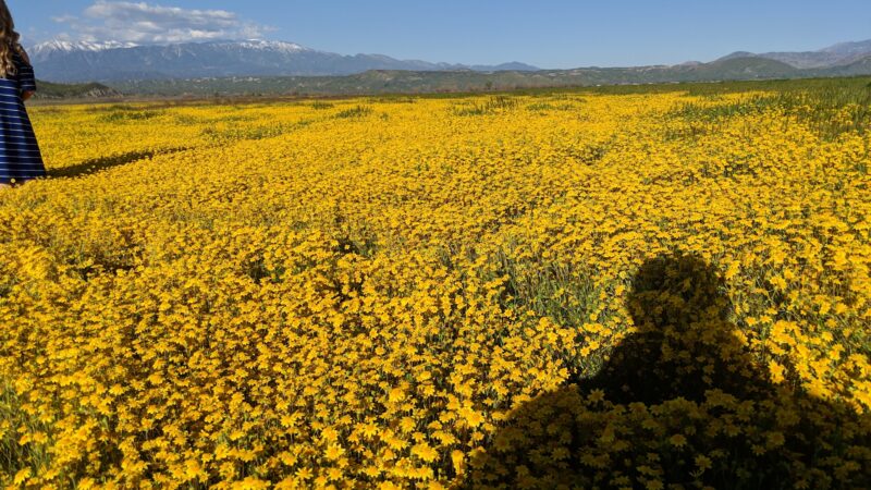 San Jacinto Dog Training Park - Nuevo, CA