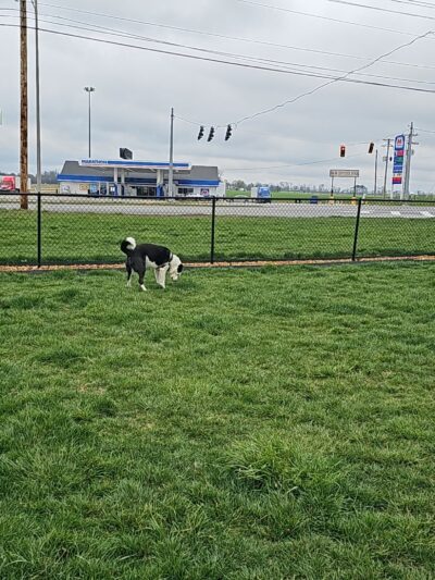 Dog Park at Love's Travel Stops - Oak Grove, KY
