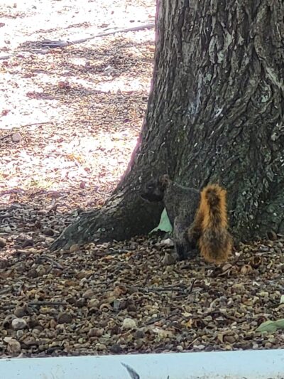 Oak Grove City Park - Oak Grove, LA