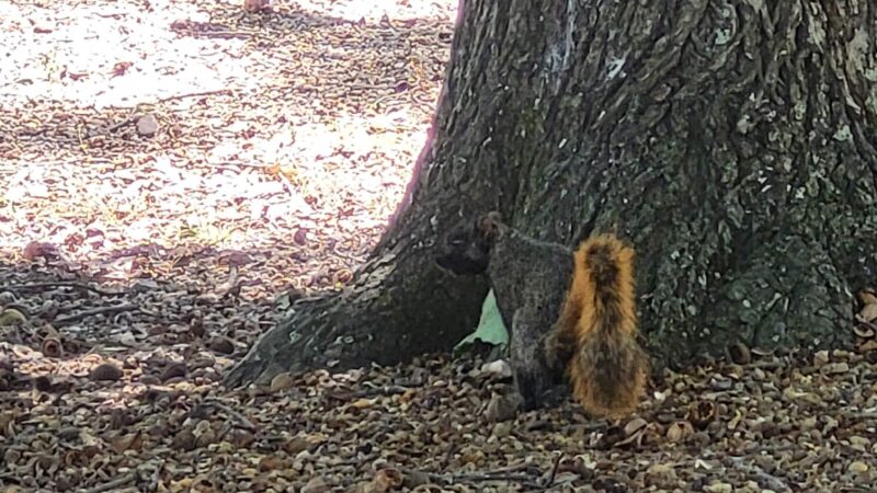 Oak Grove City Park - Oak Grove, LA