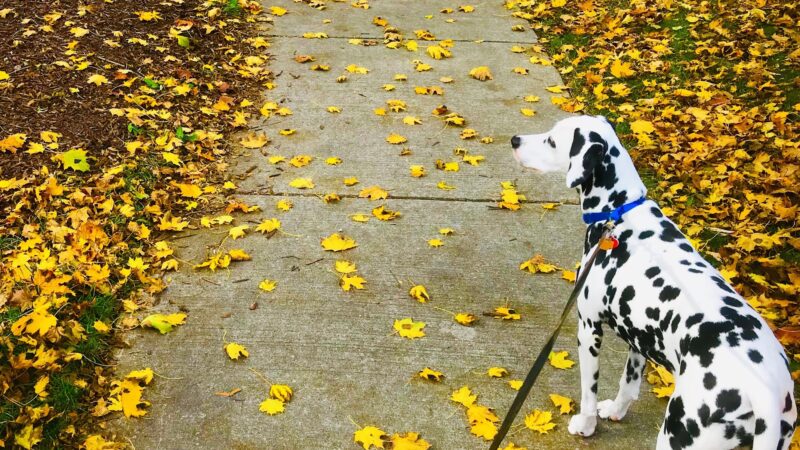 Maple Park Dog Park - Oak Park, IL