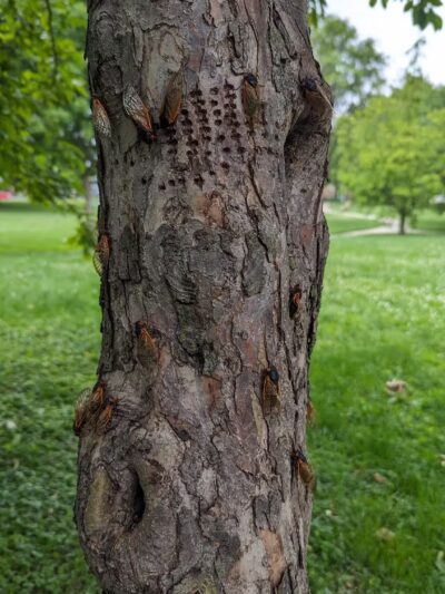 Maple Park Dog Park - Oak Park, IL