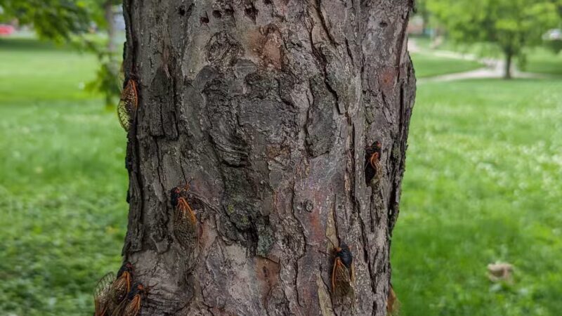 Maple Park Dog Park - Oak Park, IL