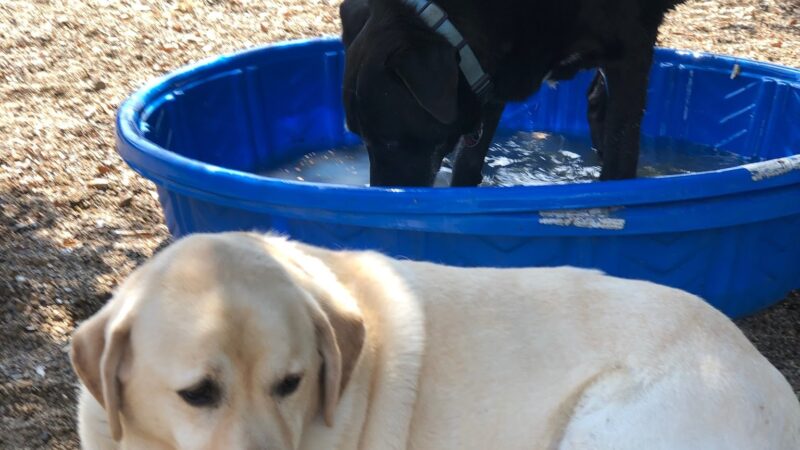 OJAI DOG FRIENDLY - Oak View, CA