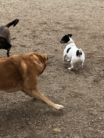 OJAI DOG FRIENDLY - Oak View, CA