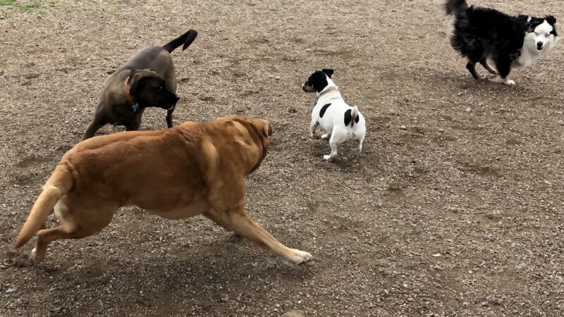 OJAI DOG FRIENDLY - Oak View, CA