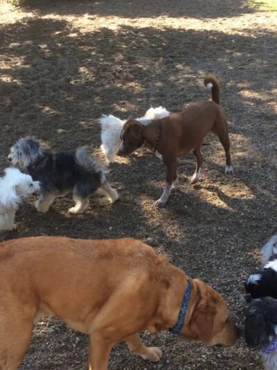 OJAI DOG FRIENDLY - Oak View, CA