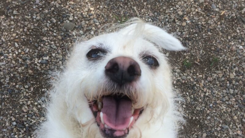 OJAI DOG FRIENDLY - Oak View, CA