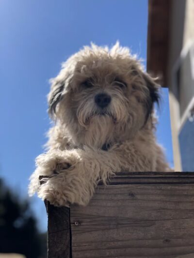 OJAI DOG FRIENDLY - Oak View, CA