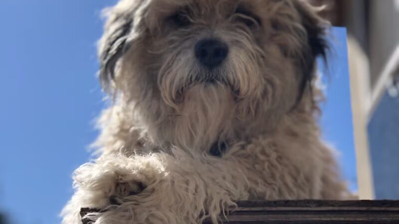 OJAI DOG FRIENDLY - Oak View, CA