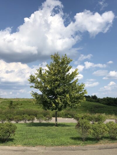 Hilltop Walking Path Park - Oakdale, PA