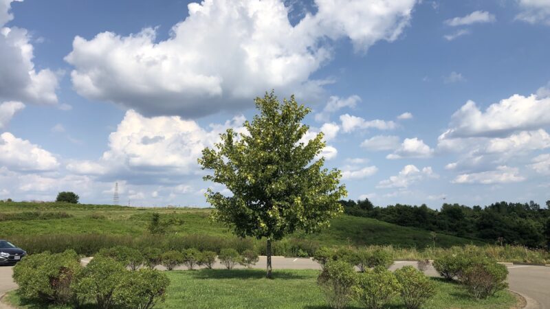 Hilltop Walking Path Park - Oakdale, PA
