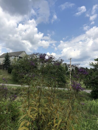 Hilltop Walking Path Park - Oakdale, PA