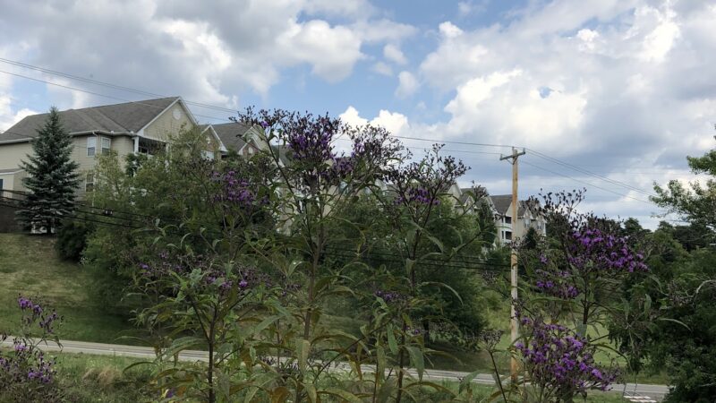 Hilltop Walking Path Park - Oakdale, PA