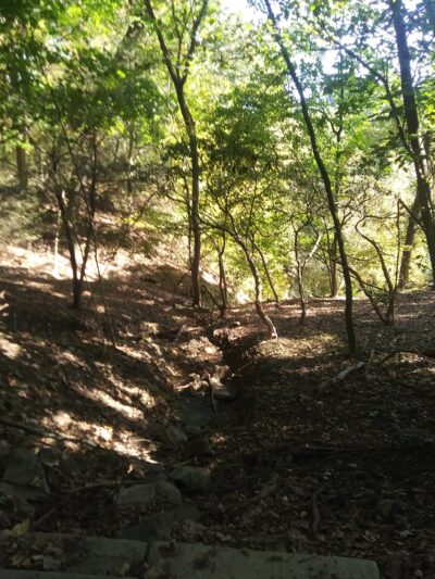 Dark Hollow Woods Nature Reserve - Oakmont, PA