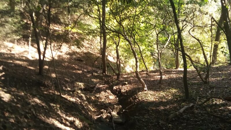 Dark Hollow Woods Nature Reserve - Oakmont, PA